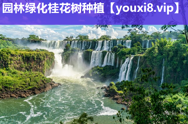 园林绿化桂花树种植